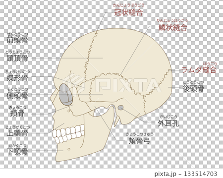横から見た頭蓋骨の解剖学的な構造図(教育、医療用途向け 日本語解説) 横から見た頭蓋骨の解剖学的な構造図(教育、医療用途向け 日本語解説) 133514703