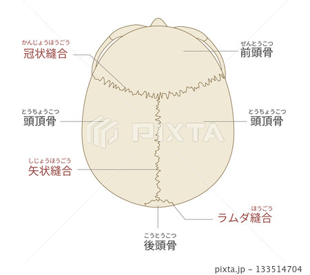 上から見た頭蓋骨の解剖学的な構造図（教育、医療用途向け 日本語解説） 133514704