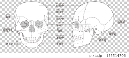 Black and white printable anatomical diagram of the skull from the front and side (for educational and medical use) 133514706
