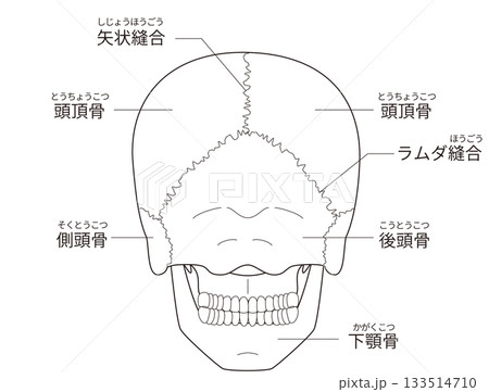 後ろから見た頭蓋骨の解剖学的な構造図（ 日本語解説） 133514710