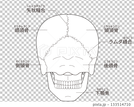 後ろから見た頭蓋骨の解剖学的な構造図（ 日本語解説） 133514710