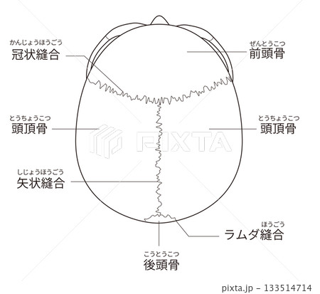 白黒印刷用 上から見た頭蓋骨の解剖学的な構造図(教育、医療用途向け 日本語解説) 白黒印刷用 上から見た頭蓋骨の解剖学的な構造図(教育、医療用途向け 日本語解説) 133514714
