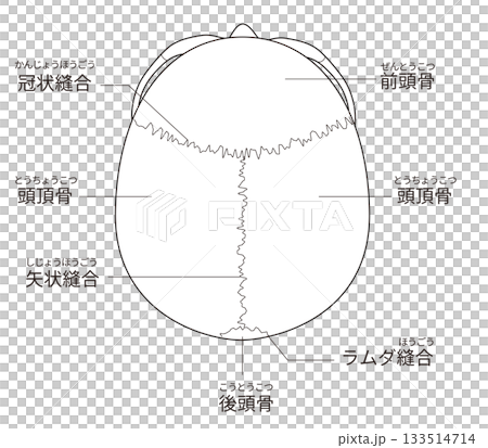 白黒印刷用 上から見た頭蓋骨の解剖学的な構造図(教育、医療用途向け 日本語解説) 白黒印刷用 上から見た頭蓋骨の解剖学的な構造図(教育、医療用途向け 日本語解説) 133514714