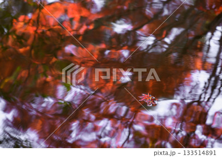 紅葉の水面に浮かぶ落葉 紅葉の水面に浮かぶ落葉 133514891