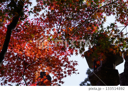 紅葉と石燈籠 133514892