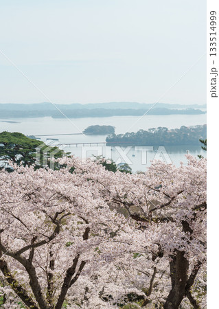 Matsushima Bay and Sakura cherry blossoms in Spring from Saigyo modoshi no matsu park near Sendai city, Miyagi Prefecture, Tohoku, Japan. Landmark and famous for tourists attraction. Japan travel Matsushima Bay and Sakura cherry blossoms in Spring from Saigyo modoshi no matsu park near Sendai city, Miyagi Prefecture, Tohoku, Japan. Landmark and famous for tourists attraction. Japan travel 133514999