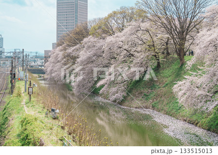Railway and Kajo Park Yamagata Castle Ruins with Sakura Cherry Blossom in Spring season, famous landmark in Yamagata prefecture, Tohoku, Japan. Travel and Vacation in Japan concept Railway and Kajo Park Yamagata Castle Ruins with Sakura Cherry Blossom in Spring season, famous landmark in Yamagata prefecture, Tohoku, Japan. Travel and Vacation in Japan concept 133515013