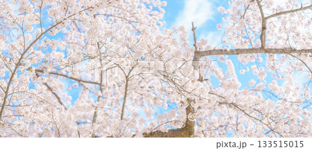 beautiful Spring day, Cherry blossom against blue sky in park, Somei Yoshino Sakura blooming in sunshine day. Japan Travel background, template and wallpaper for spring season and Hanami picnic 133515015