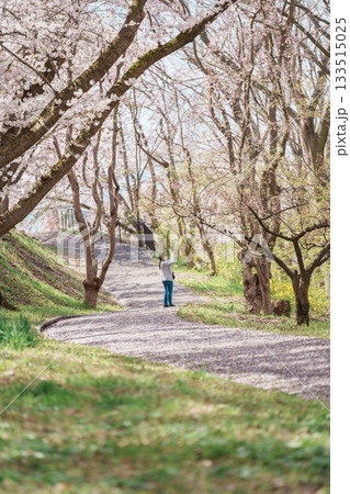 Tendo Park or Maizuru Park with Sakura Cherry Blossom in Spring season, landmark popular for tourist attractions in Yamagata prefecture, Tohoku, Japan 133515025