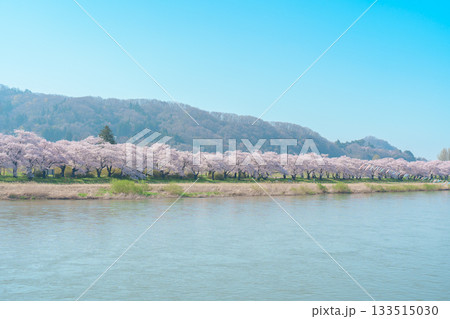 Kitakami Tenshochi Park with Sakura Cherry Blossom in Spring, Kitakami festival. Kitakami river in Iwate prefecture, Japan. Famous Landmark for Travel and Vacation destination 133515030