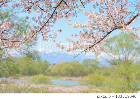 Iwate mountain with Sakura Cherry Blossom in Spring, Kitakami festival Kitakami Tenshochi Park. Snow Iwatesan in Iwate prefecture, Japan. Famous Landmark for Travel and Vacation destination 133515040