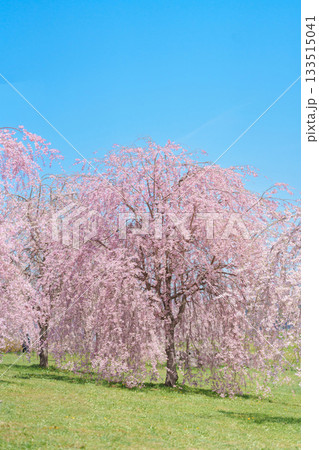 Shidarezakura Weeping Sakura Cherry Blossom in Kitakami Tenshochi Park in Spring season, Kitakami festival in Iwate prefecture, Japan. Famous Landmark for Travel and Vacation destination 133515041