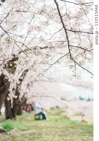 Beautiful Sakura Cherry Blossom in Hinokinai River riverbank in Kakunodate town, Semboku District, Akita Prefecture, Japan. Landmark and Vacation in spring season 133515048