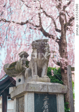 tourists sightseeing Sakurayama Shrine with sakura Cherry blossom in Spring season. Morioka city, Iwate prefecture, Japan. famous Landmark Travel and Vacation destination 133515060