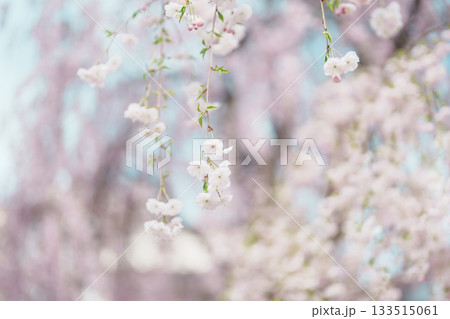 beautiful Spring day, Cherry blossom against blue sky in park, white Sakura blooming in sunshine day. Japan Travel background, template and wallpaper for spring season and Hanami picnic 133515061