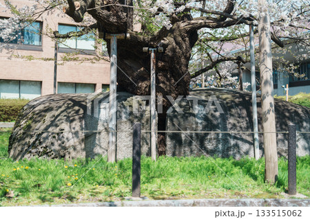 Rock breaking Cherry Tree or Ishiwarizakura in Spring. traveling in Morioka city, Iwate prefecture, Japan. famous Landmark Travel and Vacation destination Rock breaking Cherry Tree or Ishiwarizakura in Spring. traveling in Morioka city, Iwate prefecture, Japan. famous Landmark Travel and Vacation destination 133515062