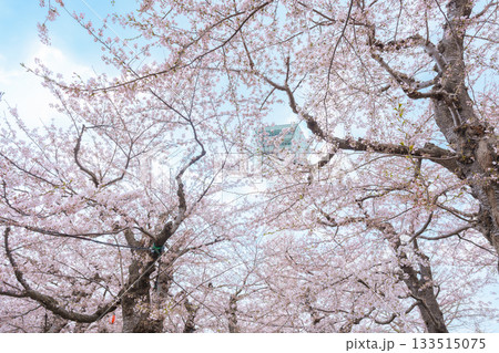 Beautiful Sakura Cherry Blossom in Spring season. Goryokaku Tower park in Hakodate city, Hokkaido prefecture, Japan. famous Landmark, Japan Travel and Vacation destination Beautiful Sakura Cherry Blossom in Spring season. Goryokaku Tower park in Hakodate city, Hokkaido prefecture, Japan. famous Landmark, Japan Travel and Vacation destination 133515075