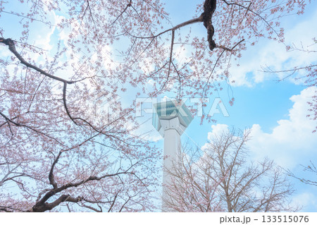Beautiful Sakura Cherry Blossom in Spring season. Goryokaku Tower park in Hakodate city, Hokkaido prefecture, Japan. famous Landmark, Japan Travel and Vacation destination Beautiful Sakura Cherry Blossom in Spring season. Goryokaku Tower park in Hakodate city, Hokkaido prefecture, Japan. famous Landmark, Japan Travel and Vacation destination 133515076