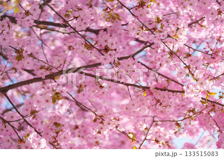 beautiful Spring day, Cherry blossom against blue sky in park, pink Sakura blooming in sunshine day. Japan Travel background, template and wallpaper for spring season and Hanami picnic 133515083