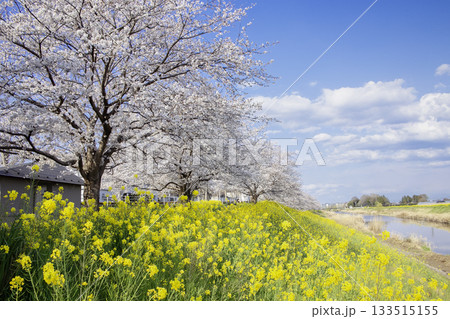 青空に映える五行川沿いの桜並木と菜の花（栃木県真岡市） 133515155