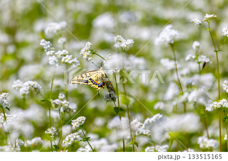 福島県南会津郡南会津町八総　舘岩地域の高杖原地区に広がるたかつえそば畑の白い蕎麦の花とアゲハチョウ 133515165