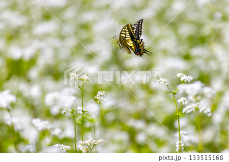福島県南会津郡南会津町八総　舘岩地域の高杖原地区に広がるたかつえそば畑の白い蕎麦の花とアゲハチョウ 133515168