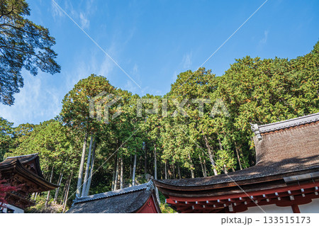 長命寺境内の針葉樹林 滋賀県近江八幡市 長命寺境内の針葉樹林 滋賀県近江八幡市 133515173