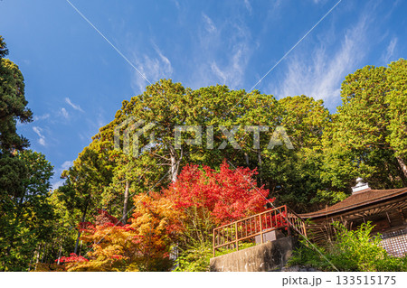 長命寺境内の紅葉　滋賀県近江八幡市 133515175