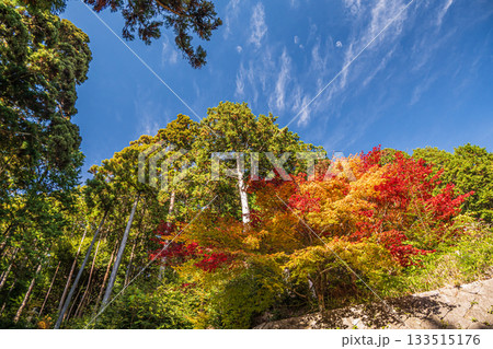 長命寺境内の紅葉　滋賀県近江八幡市 133515176