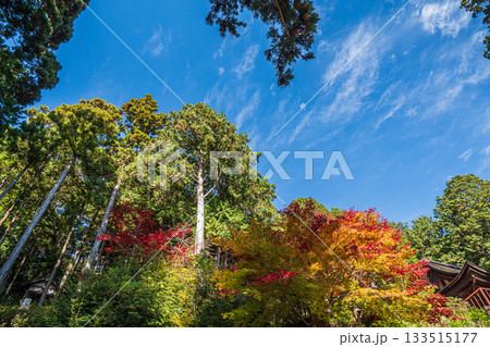 長命寺境内の紅葉　滋賀県近江八幡市 133515177