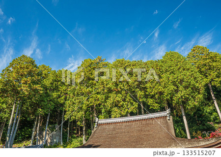長命寺境内の樹林　滋賀県近江八幡市 133515207