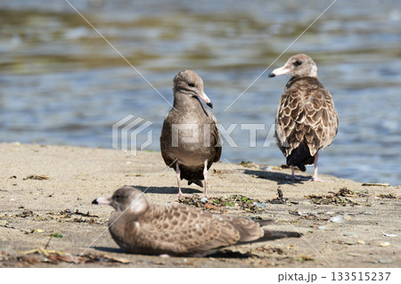 オオセグロカモメの幼鳥 オオセグロカモメの幼鳥 133515237