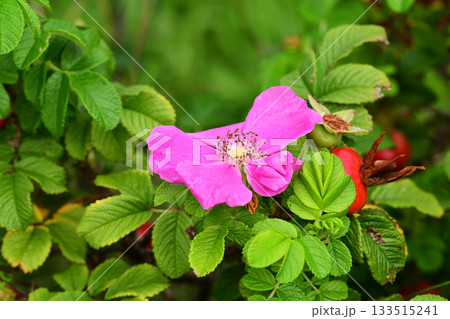 ハマナスのピンクの花と赤い実 ハマナスのピンクの花と赤い実 133515241