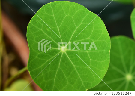 ナスタチウムの葉脈 133515247