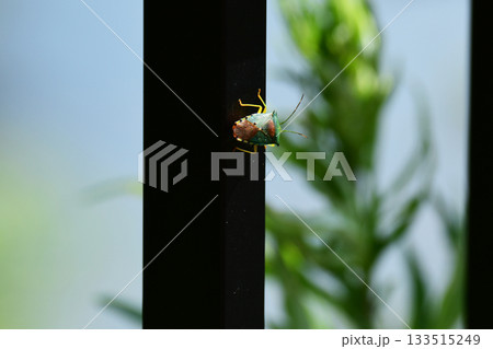 フェンスに止まるセアカツノカメムシ 133515249