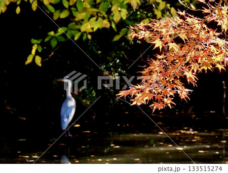 紅葉と青鷺 133515274