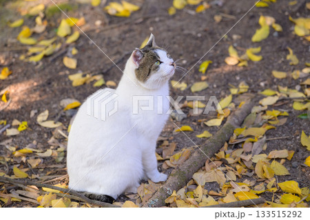 秋空を見つめる猫 133515292