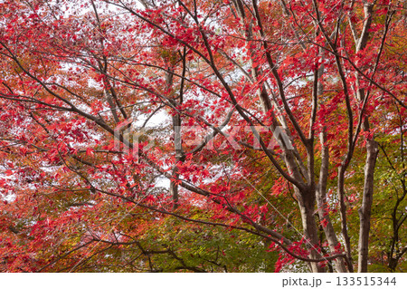モミジの紅葉 133515344