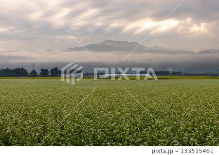 福島県耶麻郡猪苗代町磐里村北　朝もやのなか見渡す限りの蕎麦畑のソバの花 133515461