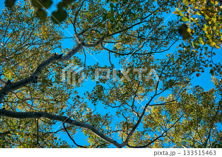Leaves change color as autumn advances under sunshine. Leaves change color as autumn advances under sunshine. 133515463