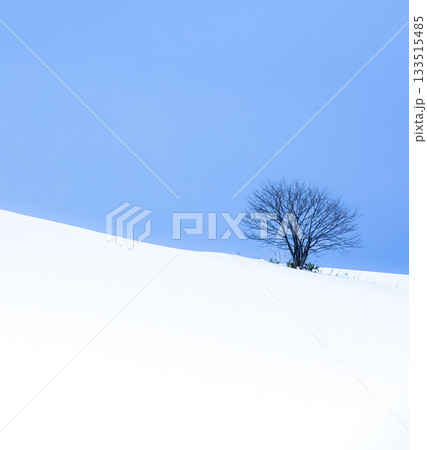 北海道の冬空と静まり返った雪原の丘に立つ一本の木のある風景 133515485