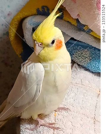 リラックスしている手乗りのオカメインコ リラックスしている手乗りのオカメインコ 133515524