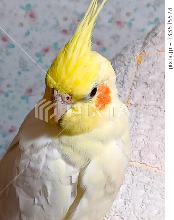 リラックスしている手乗りのオカメインコ リラックスしている手乗りのオカメインコ 133515528