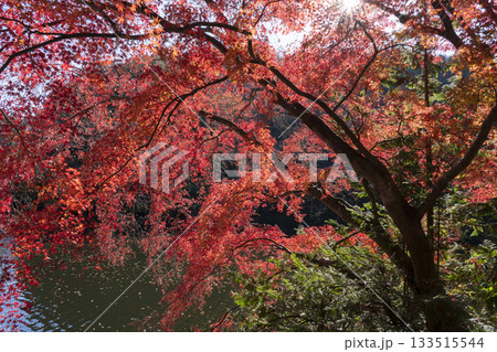 鎌北湖の紅葉 鎌北湖の紅葉 133515544