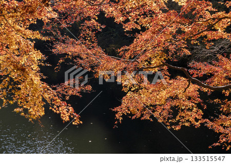 鎌北湖の紅葉 133515547