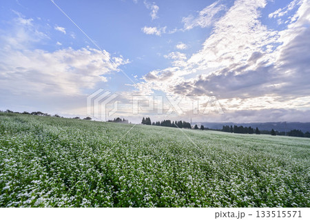 山本山高原のそば畑 133515571