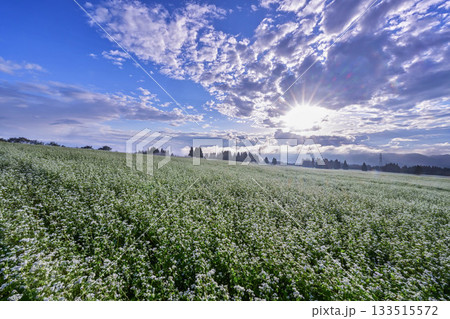 山本山高原のそば畑 133515572