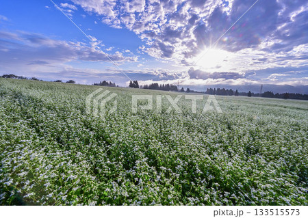 山本山高原のそば畑 133515573