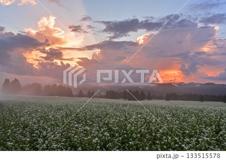 山本山高原のそば畑 133515578