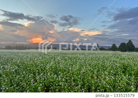 山本山高原のそば畑 133515579